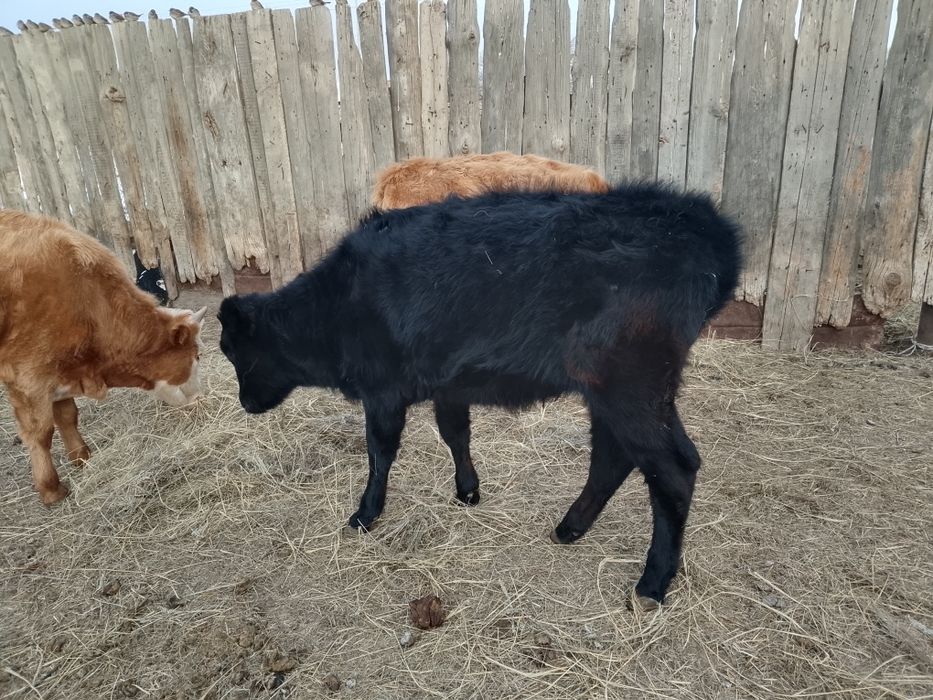 Баспак сатылады.