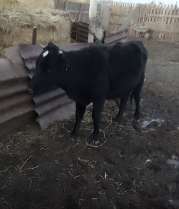 Срочно продам тёлку