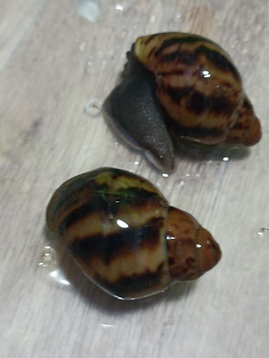 Продам улиток ахатин