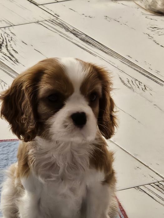 Baiat cu pedigree parinti campioni