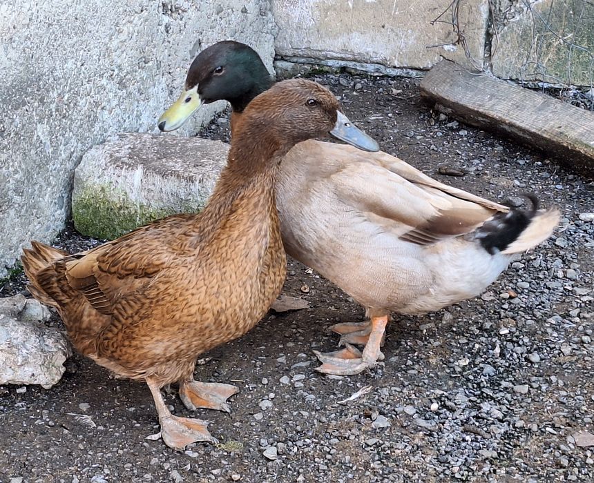 Ouă rață khaki Campbell pentru incubat linie Italia