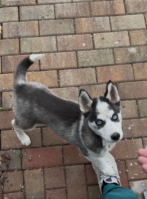 femelă husky cu ochii albaștrii