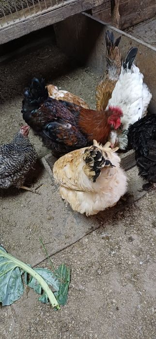 Продам курочек молоденьких , домашних