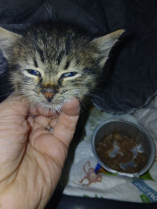 Спасяването беше почти невъзможно, сега търси дом