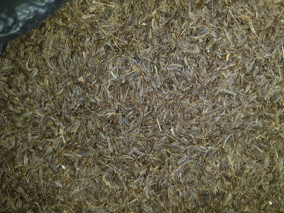 Sotiladi Tog‘ zirasi (chin zira)