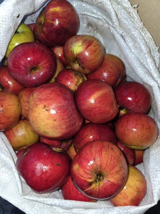 Mere bio de gradina.Meri.Peri.Ciresi.Visini.Kaki.Rodiu.Tei.Soc.Aronia.