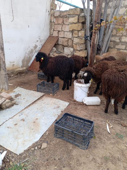 Семыз тоқтылар сатылады