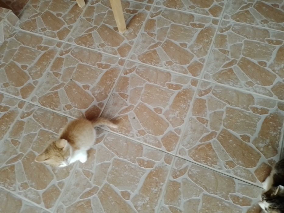 Donez doi pui de pisica