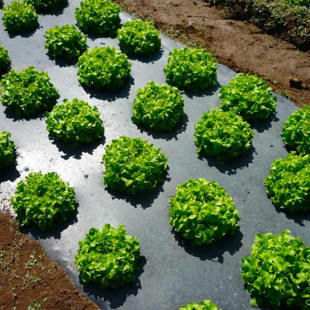 Пленка мульчирующая для клубники