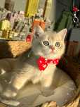 Băiețel British Shorthair Blue Golden cu pedigree