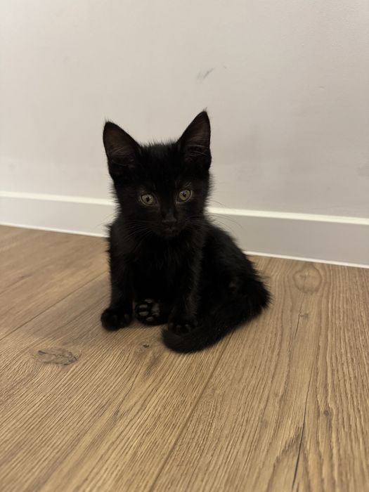 Черно бебе котенце