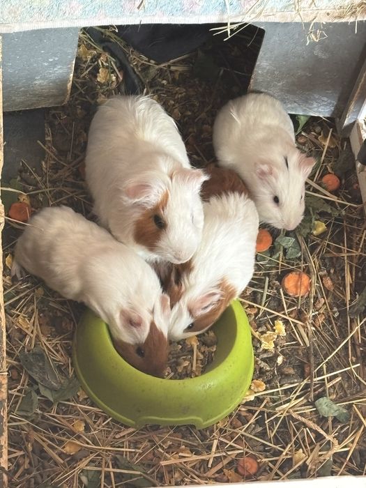 Urgent!!! Porcusori Guineea
