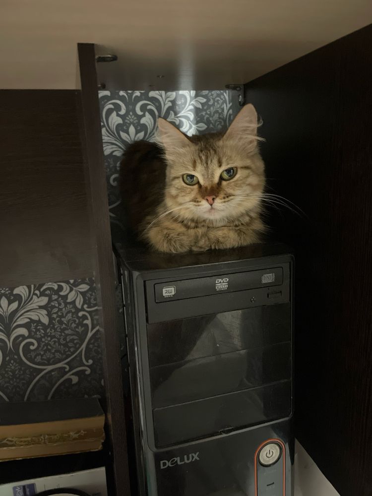 Кошка 3 года отдам