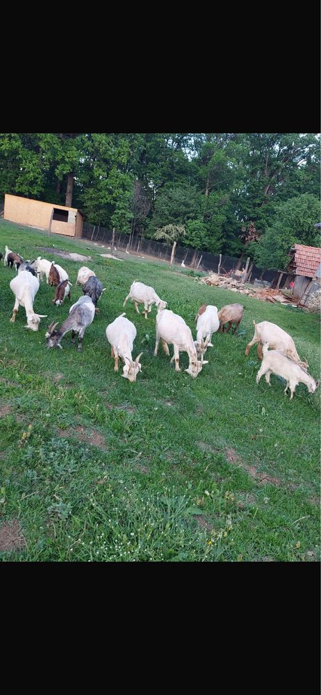 Vand turma de capre