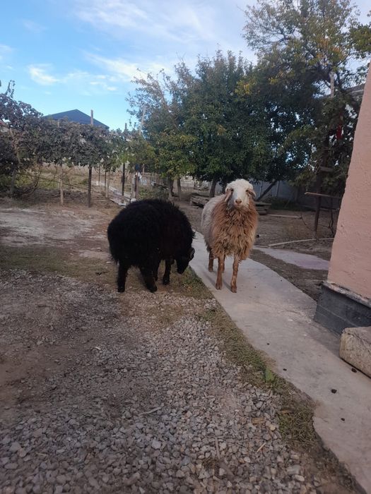 Қойлар  сатылады