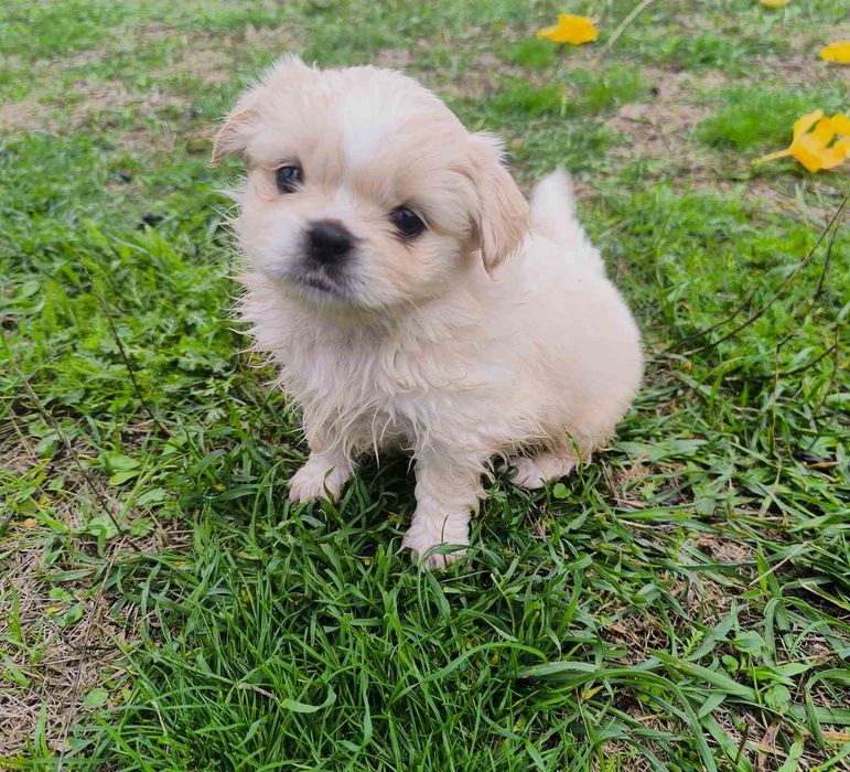 Пухкави ангелчета