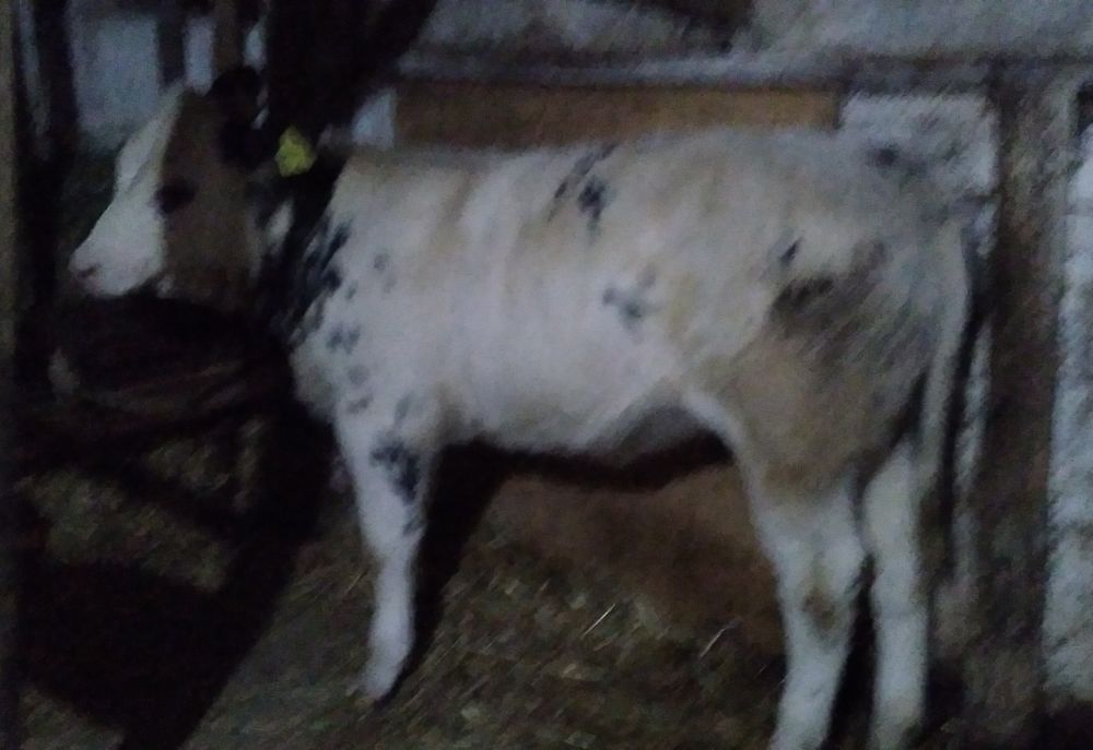 Vițea belgă de Vînzare