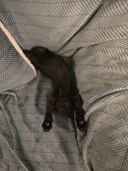 Se dă spre adopție o pisicuță neagră