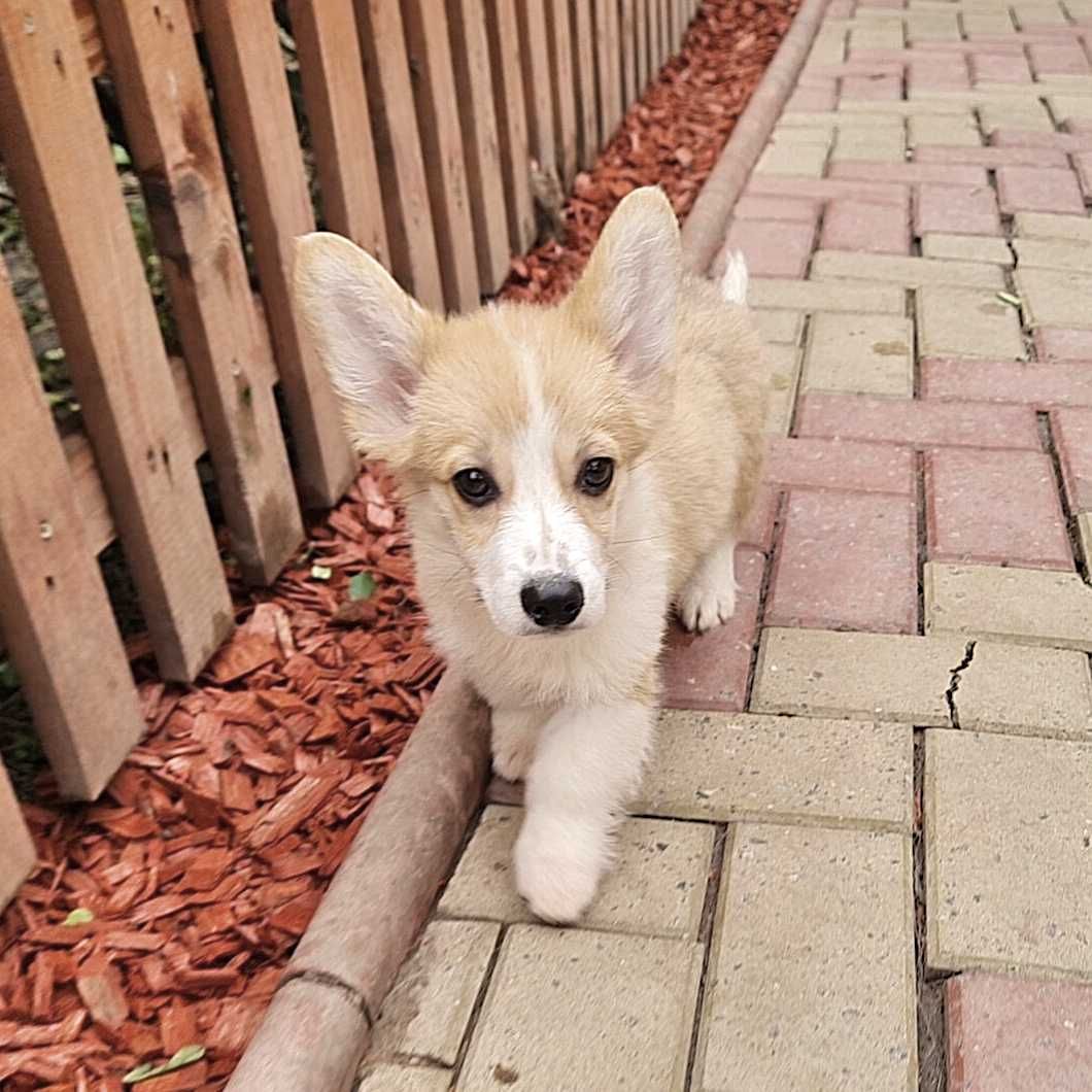 Descoperă Perfecțiunea! Femelă Corgi de Excepție Disponibilă Acum
