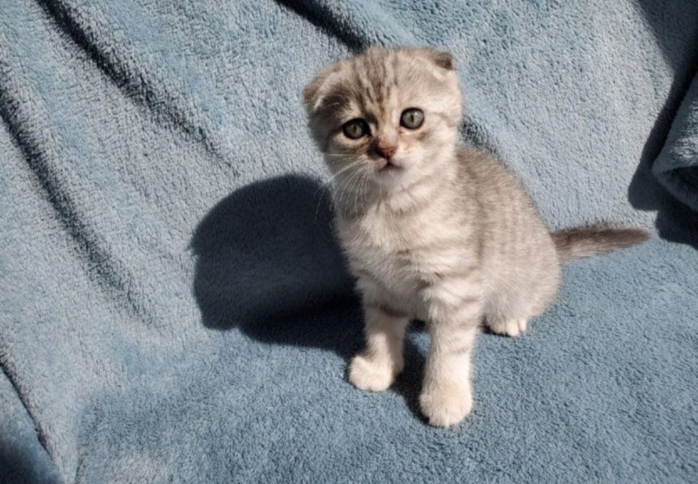 Шотландские котята