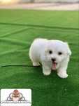 Bichon maltez mini toy
