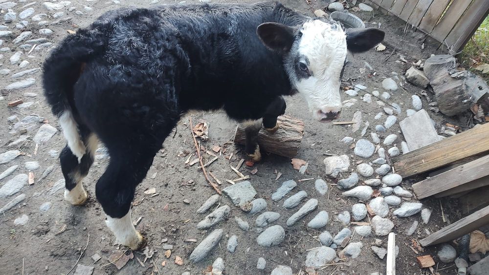 Vitel albastru belgian