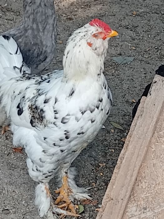 Cocoși 50 lei bucata