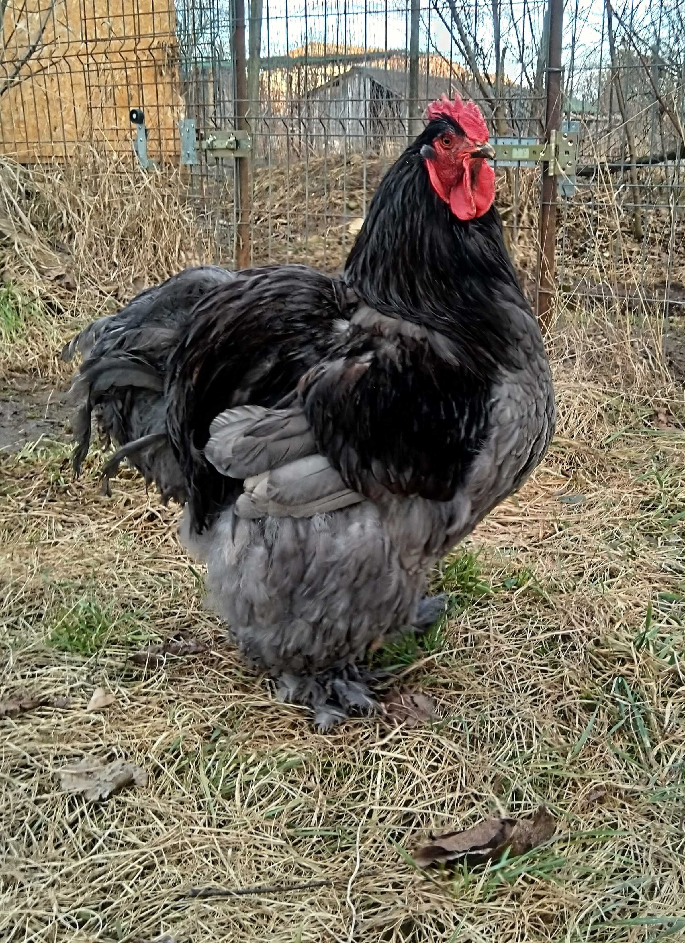 Oua pt. incubat gaini rasa Cochinchina urias albastru