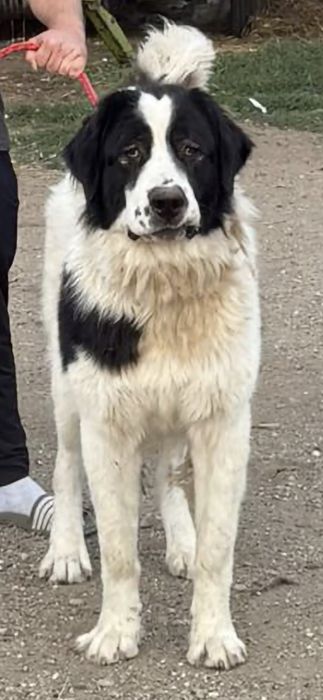 Mascul Ciobanesc de Bucovina