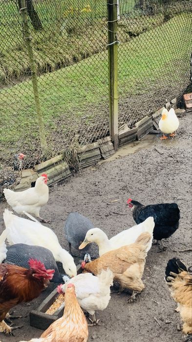 Vand Cocoși si Rațe