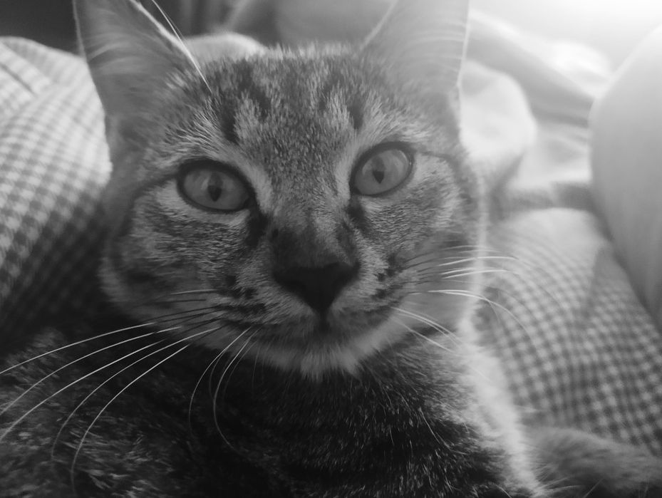 Отдам котят в хорошие руки