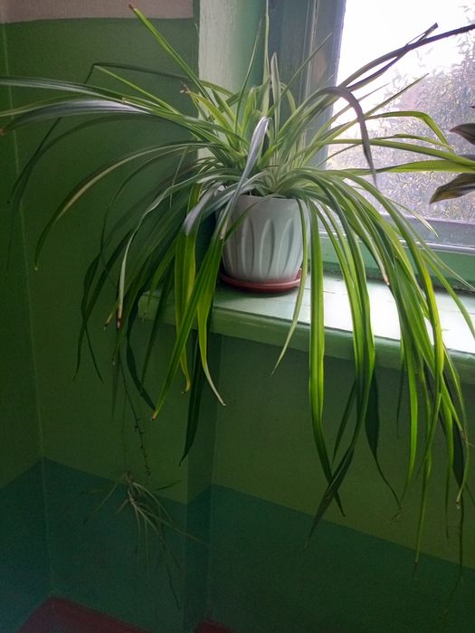 Продам комнатные цветы.