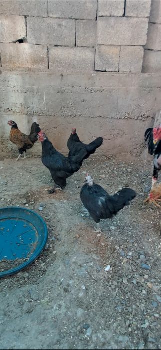 Продам куры бентамки.