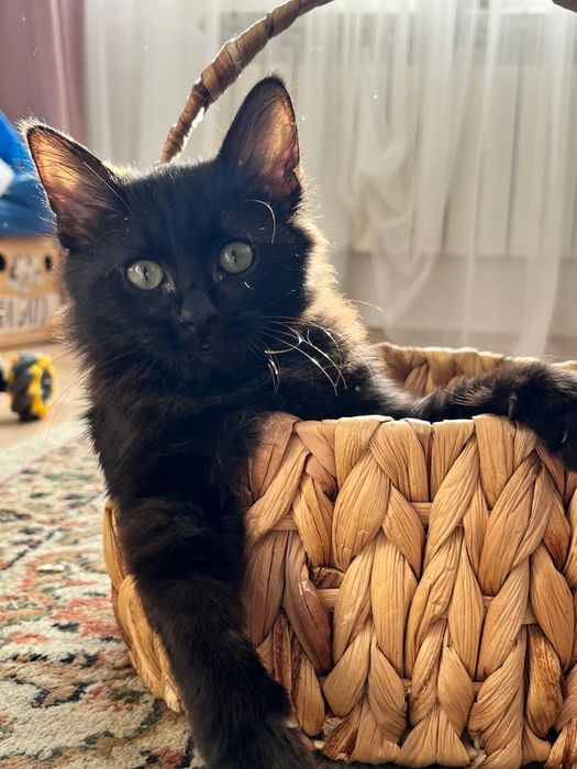 Котёнок игривый, ласковый, общительный