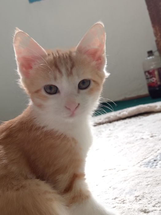 4 oylik mushukchalar mehribon qo‘llarga beriladi.