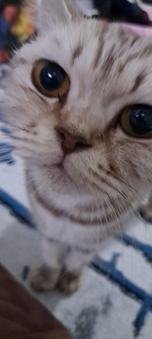 Зотдор мушук:  "скотиш страйт" исми Алиса