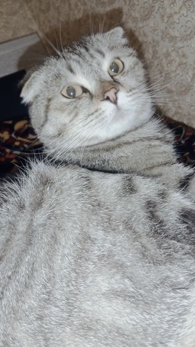 Скоттеш фолд Мальчик 8 месяце