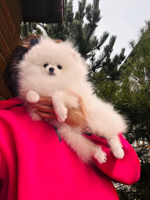Pomeranian Alb. Superb și mini