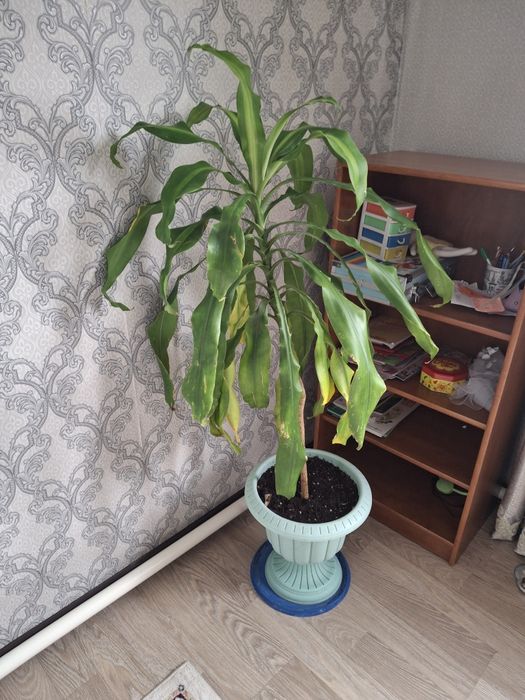 Цветы прадается.