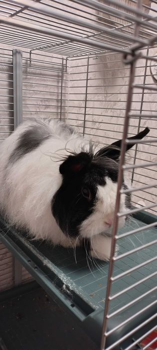 Декоративно зайче