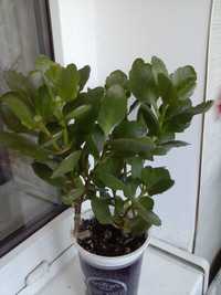 Каланхоэ - суккулентное вечнозеленое растение