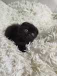 Motănaș de Elită, rasă pură Scottish Fold, cu Pedigree - Poze reale