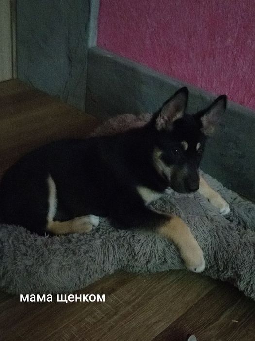 Восточно европейская овчарка, щенки