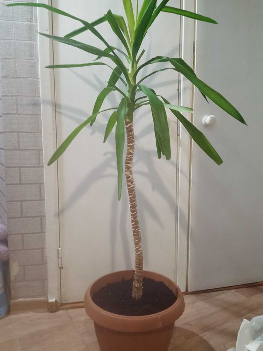 Продам Пальма "ЮККА"