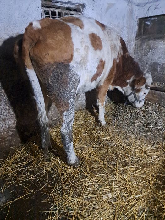 Vind vaca baltata 3 ani jumate gestanta