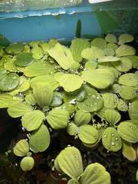 Пистия Pistia Stratiotes/ плаващи растения