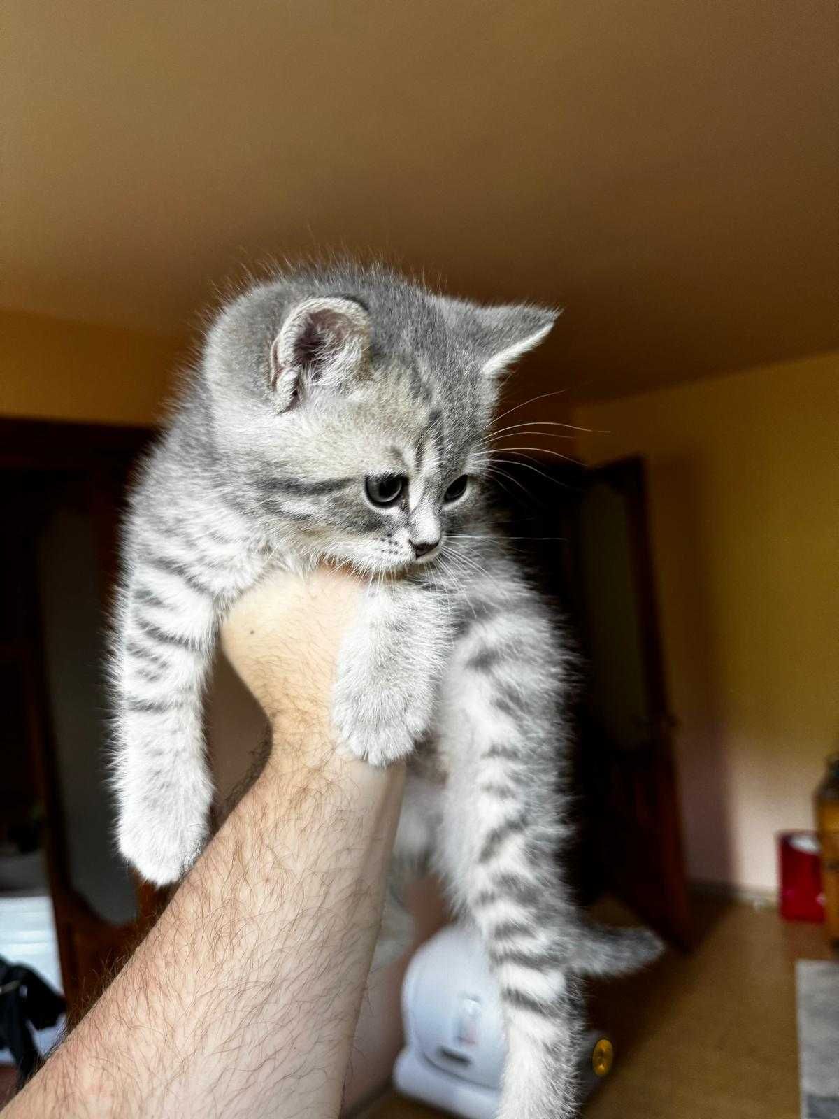 British Shorthair Silver Chinchilla
