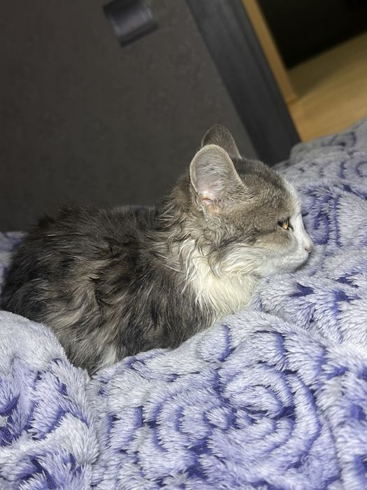 Отдам кошечку,даром