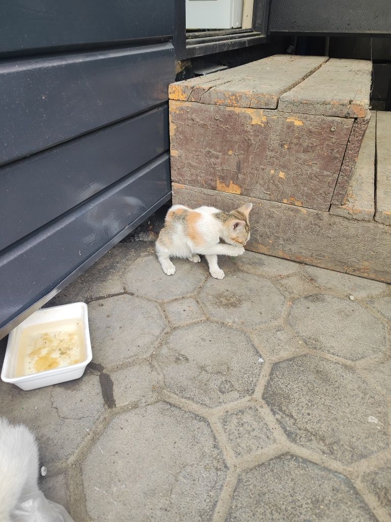Котята к добрым людям