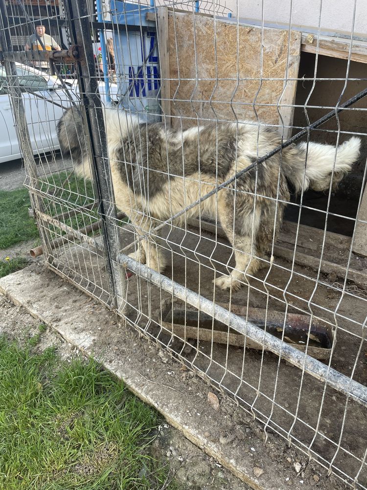 Vand sau schimb Caine ciobanesc de Bucovina